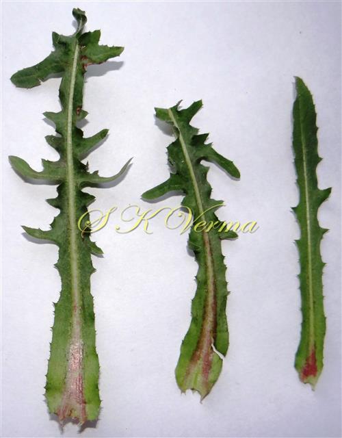  Basal leaves